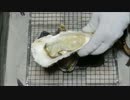 牡蠣　3Lｻｲｽﾞ 北海道【長火鉢とおっさん9】