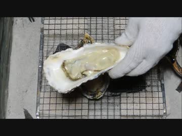 牡蠣　3Lｻｲｽﾞ 北海道【長火鉢とおっさん9】