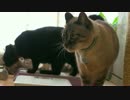 【254】ジャン❤︎ポン　猫撮りミラーレス一眼レフカメラの研究