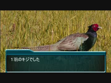 キジを捕まえようとしたKMR