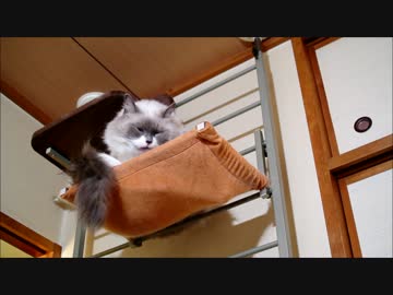 棚からたぬこおもち