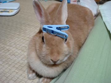 うさぎさんに洗濯ばさみを乗せてみた