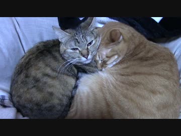 拾いねこ＠生後1612/1579日目　舌噛んで話すも食べるもしづらく辛い！