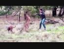 カンガルーに愛犬を襲われた男、カンガルーの顔面を殴る