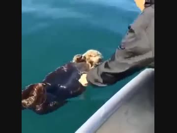 流れてきたラッコ。