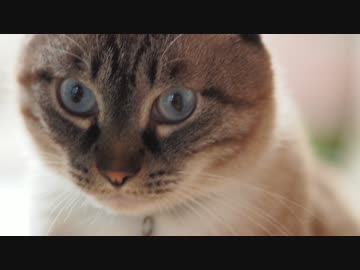 【255】ジャン❤︎ポン　青い瞳が美しいジャンくんのどアップ