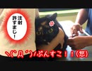 注射なんか平気だにゃん  ~(=^･ω･^)ﾉ