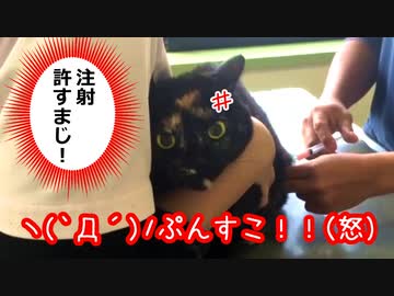 注射なんか平気だにゃん  ~(=^･ω･^)ﾉ