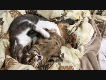 じゃれあいからマジバトルへと発展した猫たち！【マジギレ】