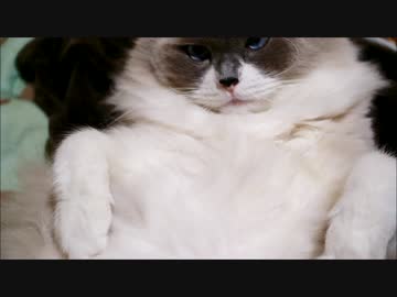 たぬこのふぐり