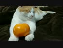 うちの猫にものせてみた