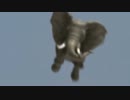 【UMA？】空飛ぶゾウ