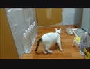 垂直跳びが得意な猫