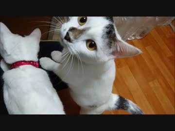 【蘭と蓮】ツインにゃん気筒エンジンたあ〜ぼ