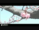 【初投稿】 春に一番近い街を歌ってみた ver.たまぴ