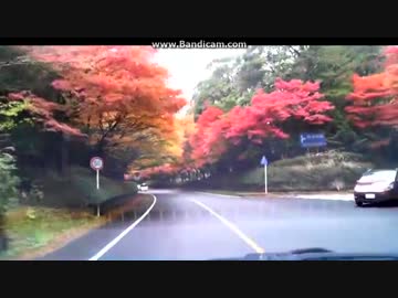 ~(=^･ω･^)ﾉ　猫旅どうでしょう　霧島神宮編　紅葉のトンネル