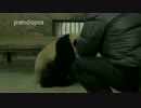 2016年12月3日中継のハイライト 思筠筠（スーユンユン）のミルクタイム。