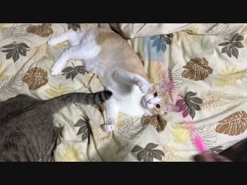 【踊らせてみた?】エイリアンエイリアンを猫に踊らせたかった