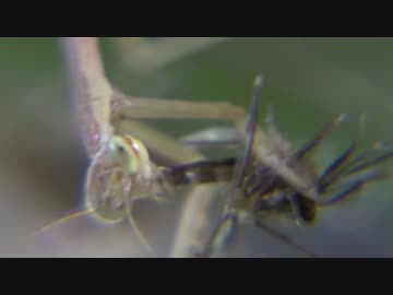 蚊の羽化を狙うカマキリの幼虫