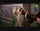 首をつかまれて暴れるスローロリス