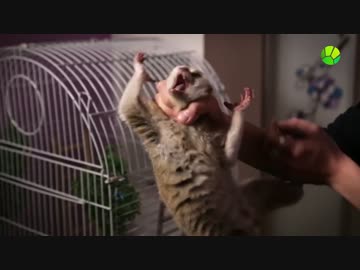 首をつかまれて暴れるスローロリス