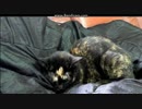 バンシィみたいな柄の猫がごめん寝？