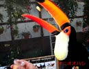 (鳥動画)　掛川花鳥園　年間パスポートの記録　VOL.2