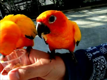 (インコ動画)　掛川花鳥園　年間パスポートの記録　VOL.2-2