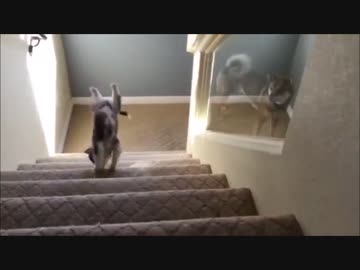 伝説の階段落ち