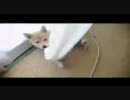 小梅の日常Vol.2 ~daily life of koumeVol.2~