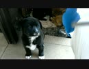 仔犬2