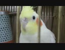 【オカメインコ】　ぴーるクンの朝２nd　　【ルチノー】