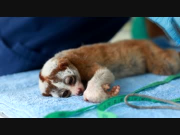 密売から救出されメディカルチェックを受けるスローロリス