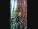 鳥を食べるスローロリス