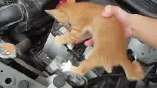 「猫バンバン」車体たたいて救える小さな命　