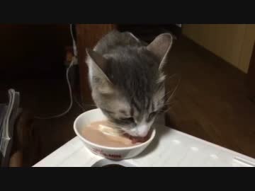 猫たちがただひたすらご飯を食べているだけの飯テロ動画