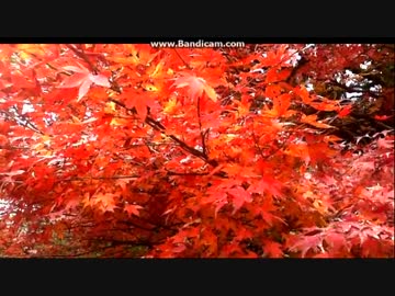 ~(=^･ω･^)ﾉ　猫旅どうでしょう　紅葉の霧島神宮編