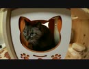 【258】ジャン❤︎ポン　プレゼントありがとう！　猫ボックス