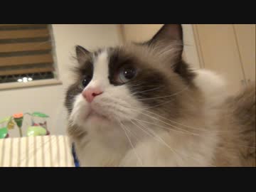 レオとしじみの新生活 Vol.39 　レオTシャツより自分をかまって欲しいレオ