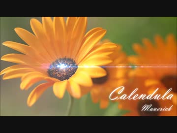 【FLOOR落選供養】【MUSECA落選供養】Calendula【Happy Emotionalcore】