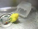 セキセイインコ　ちび　【水浴びがんばってみたおヾ(・｀ω´・)ﾉﾞｗ】