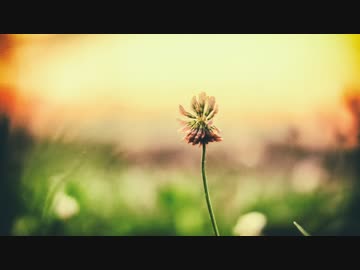 【君の名は。】 なんでもないや 歌ってみた_ハイダミオ