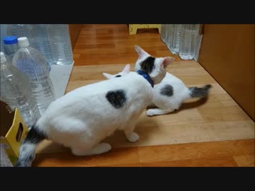 攻め手と受け手が入れ替わったみたいな喧嘩ごっこ