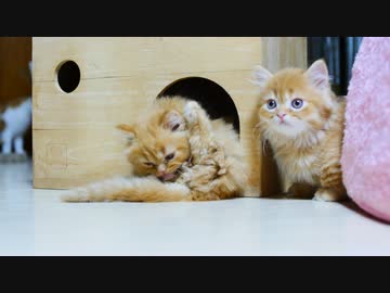 【マンチカンズ】わんぱくなマンチカン子猫と家族愛