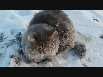ネコ、凍った地面に足がくっつき取れなくなる