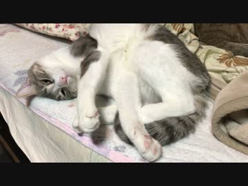変な格好で寝るし喉は鳴らすし，いちゃついてるし…情報が多い猫動画