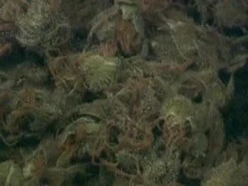 Knightvision　Search for Marihuana (original)