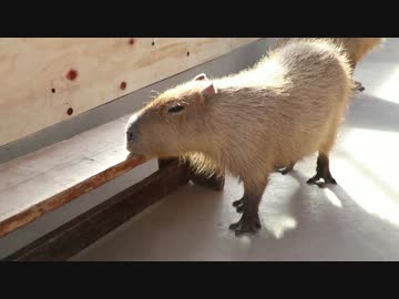 カピバラさん「イス、美味しいです」