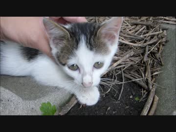 親猫が見てる前で子猫を撫でまくってみた