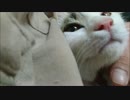 母星に目覚めたおっさんを感じてうっとりしちゃう猫